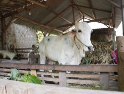 DKP2P Siap Distribusikan 1000 Dosis Vaksin LSD di Tuban