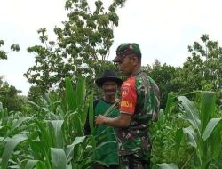 Sukseskan Ketahanan Pangan, Babinsa Koramil Sambong Bantu Petani Merawat Tanaman Jagung