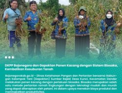 Guna Kembalikan Kesuburan Tanah, DKPP Bojonegoro dan Gapoktan Panen Kacang dengan Sistem Biosaka