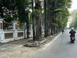 Total Sebanyak 502 Pohon Peneduh Dilelang Pemkab Bojonegoro dan Dibagi Dalam 6 Paket