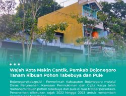 Pemkab Bojonegoro Percantik Wajah Kota Dengan Ribuan Tanaman Tabebuya dan Pule