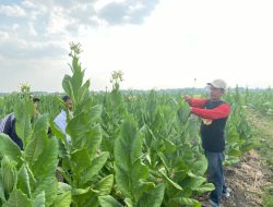 Petani Tembakau Sumringah Hasil Panen Bagus dan Dapatkan Benih dan Pupuk dari Pemkab Bojonegoro