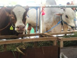 Ratusan Peternak di Bojonegoro Ikutkan Sapinya Dalam Kontes dan Pameran Ternak
