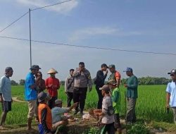 Kompak, Babinsa Koramil Kedungtuban Gropyokan Tikus Sawah Bersama Petani