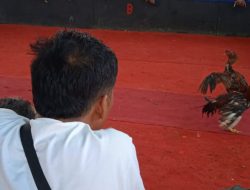 Sempat Digrebeg Aparat, Judi Sabung Ayam di Magersari Rembang Kembali Beroperasi