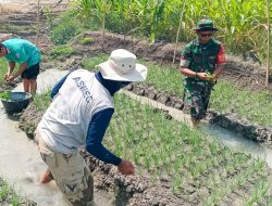 Dukung Ketahanan Pangan, Babinsa Posramil Gondang Bojonegoro Bantu Petani Tanam Cabai