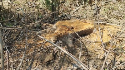 Tak Terima Puluhan Pohon Jatinya Dibabat Habis, Seorang Warga Mengadu ke Polsek Sambong