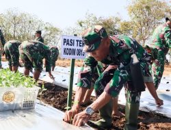 Optimalkan Lahan Kosong, Kodim Bojonegoro Tanam Ribuan Bibit Cabai