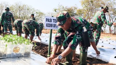 Optimalkan Lahan Kosong, Kodim Bojonegoro Tanam Ribuan Bibit Cabai