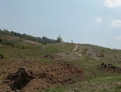 Galang Reboisasi, Batasi Deforestasi Akan Menciptakan Hutan Yang Lestari