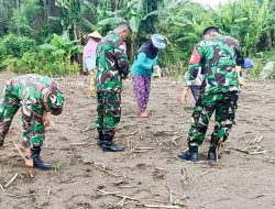 Sukseskan Program Ketahanan Pangan Nasional, Babinsa Koramil Sumberrejo Bojonegoro Bantu Petani Tanam Jagung