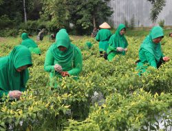 Persit KCK Cabang XXVIII, Panen Cabai di Lahan Ketahanan Pangan Kodim Bojonegoro
