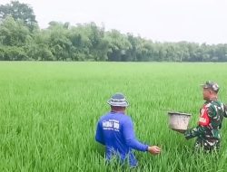 Dukung Program Ketahanan Pangan, Babinsa Koramil Balen Bojonegoro bantu Petani Rawat Tanaman Padi