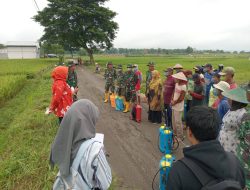 Sinergi Koramil 07/Sambong, Bersama PPL dan Petani Sambongrejo Kendalikan Hama Wereng
