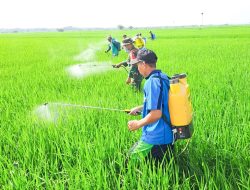 Dukung Ketahanan Pangan, Babinsa Koramil Kepohbaru Bojonegoro Bantu Petani Desa Cengkir Berantas OPT