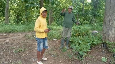 Kondusifkan Hutan Dengan Tindakan Tegas, Kondisikan Hutan Dengan Menanam Jati