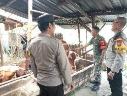 Kapolsek Kanor Terjun Langsung Sosialisasi Pencegahan PMK Pada Sapi