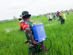 Dukung Ketahanan Pangan, Kelompok Tani Wotan, Babinsa Koramil Sumberrejo Bojonegoro dan Korluh Gelar Gerdal Hama Padi
