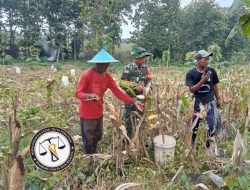 Jaga Ketahanan Pangan, Babinsa Koramil 07/Sambong Bantu Panen Jagung