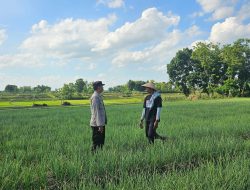 Dukung Ketahanan Pangan, Bhabinkamtibmas Polsek Kedungadem Patroli Dialogis di Tengah Petani