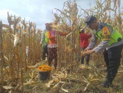 Dukung Ketahanan Pangan, Bhabinkamtibmas dan Babinsa Kawal Panen Jagung di Kedungadem