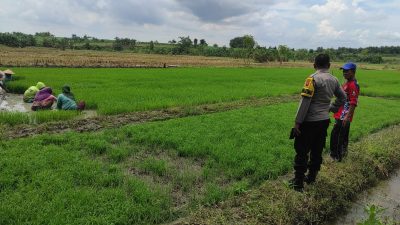 Bhabinkamtibmas Polsek Bubulan Hadir Dampingi Petani Dukung Program Ketahanan Pangan Nasional