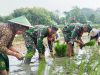 Dukung Program Ketahanan Pangan, Babinsa Koramil Bubulan Bojonegoro Bantu Petani Tanam Padi