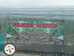 Petik Melon Premium, Destinasi Wisata Agro Baru di Desa Sidorejo Padangan