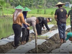 TNI-Polri Bersama Pemdes Pungpungan Kolaborasi Tanami Lahan Kosong untuk Ketahanan Pangan Berkelanjutan