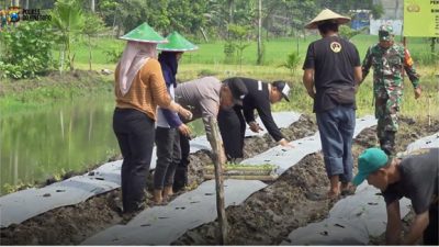 TNI-Polri Bersama Pemdes Pungpungan Kolaborasi Tanami Lahan Kosong untuk Ketahanan Pangan Berkelanjutan