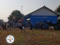 Setiap Tahun Bertambah Hewan Qurban di Madrasah Diniyah Mathali’ul Huda Kajangan Sonorejo Blora