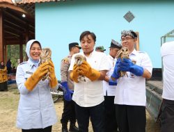 Kolaborasi Alam dan Inovasi, Bojonegoro Berdayakan Burung Hantu Demi Panen Bebas Hama