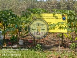 Panen Perdana Pepaya di Pekarangan Pangan Bergizi Desa Kendung, Bojonegoro Tunjukkan Ketahanan Pangan Mandiri