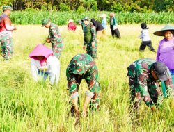 Dukung Ketahanan Pangan, Satgas TMMD 125 Bojonegoro Panen Padi Bersama Poktan