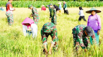 Dukung Ketahanan Pangan, Satgas TMMD 125 Bojonegoro Panen Padi Bersama Poktan