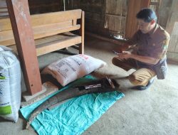 Tim Teknis Bidang Kebudayaan Dinporabudpar Blora Berhasil Selamatkan Fosil Tanduk Kerbau Purba