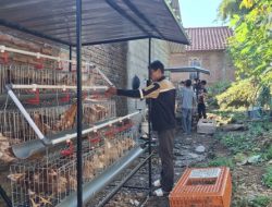 Ayam Mulai Bertelur, Masyarakat Betul-betul Merasakan Manfaat Program GAYATRI