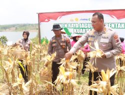 Forkopimda Blora Sukses Panen Raya Jagung Kuartal III Tahun Ini
