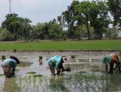 Stok Pupuk untuk Petani Bojonegoro Aman, Jadwal Distribusi Sesuai Masa Tanam