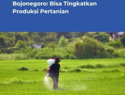 Penurunan Harga Pupuk Jadi Angin Segar, DKPP Bojonegoro Prediksi Produksi Pertanian Naik