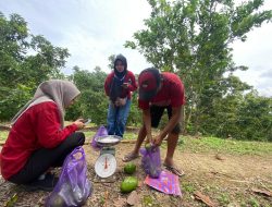 Kebun Alpukat Wonocolo Bojonegoro, Destinasi Seru untuk Petik Buah Langsung