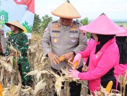 Perkuat Ketahanan Pangan, Polres Blora dan Forkopimda Sinergi Panen Raya Jagung Kuartal IV