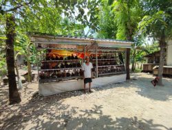 Program GAYATRI Capai Pucak Produksi Telur, Pemkab Bojonegoro Akan Salurkan ke 4.400 KPM di 2026