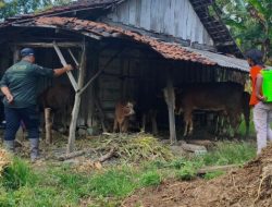 Disnakkan Bojonegoro Lakukan Langkah Cepat Tangani Kasus PMK pada Ternak di Kedewan