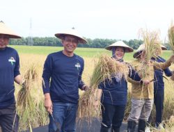 Pemkab Bojonegoro Bareng UGM Gelar Panen Padi Varietas Gamagora 7, Siap Wujudkan Swasembada Pangan Berkelanjutan