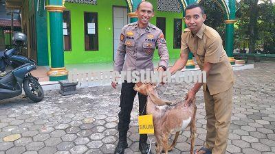 Idul Adha 1447 H, Polresta Malang Kota Siapkan Hewan Kurban, 12 Sapi dan 24 Kambing untuk Warga