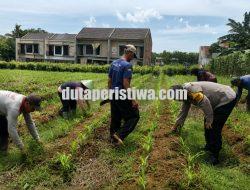Optimalkan Hasil Panen Jagung, Pak Bhabin Bersama Kelompok Tani Monitoring dan Perawatan Tanaman