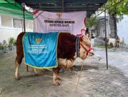 Bojonegoro Terima Bantuan Sapi Kurban dari Presiden RI Prabowo Subianto, Berasal dari Peternak di Kalitidu