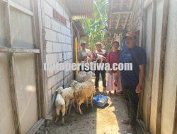 Program Pemkab Bojonegoro Domba Kesejahteraan Tunjukkan Hasil Positif, Bantuan 2 Ekor Berkembang Menjadi 7 Ekor
