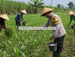 Pak Bhabin Motor Ketahanan Pangan, Aiptu Suwandi Dampingi Petani Rawat Jagung Target Panen 3,5 Ton